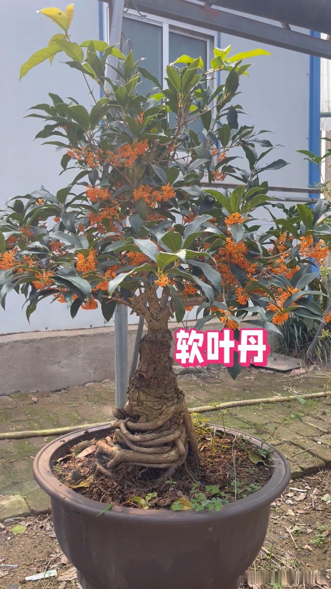 有艺术感的盆景来三棵软叶丹桂，属于丹桂系列的上品，开花颜色鲜艳，皮实好养