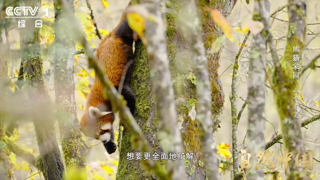 小熊猫的便便是清新竹叶香小熊猫在苔藓睡觉的原因 小熊猫以箭竹叶、浆果为食，粪便自