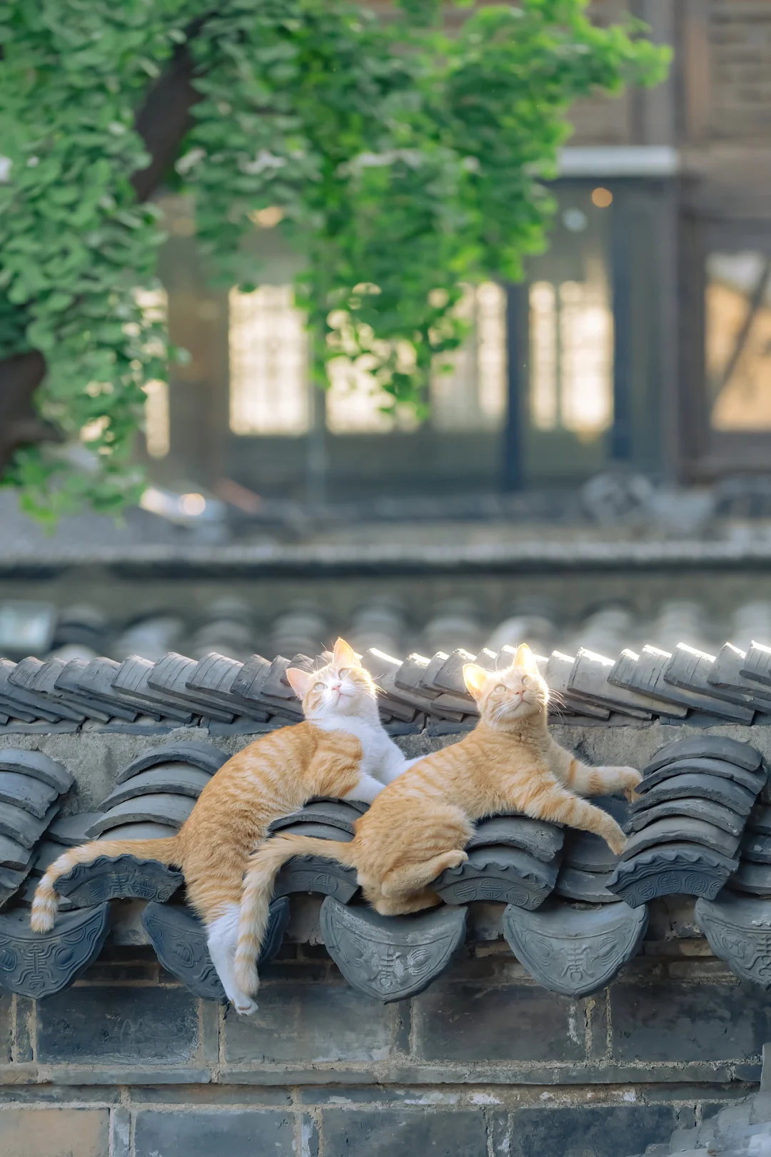 治愈人心的猫猫日历壁纸（二十）