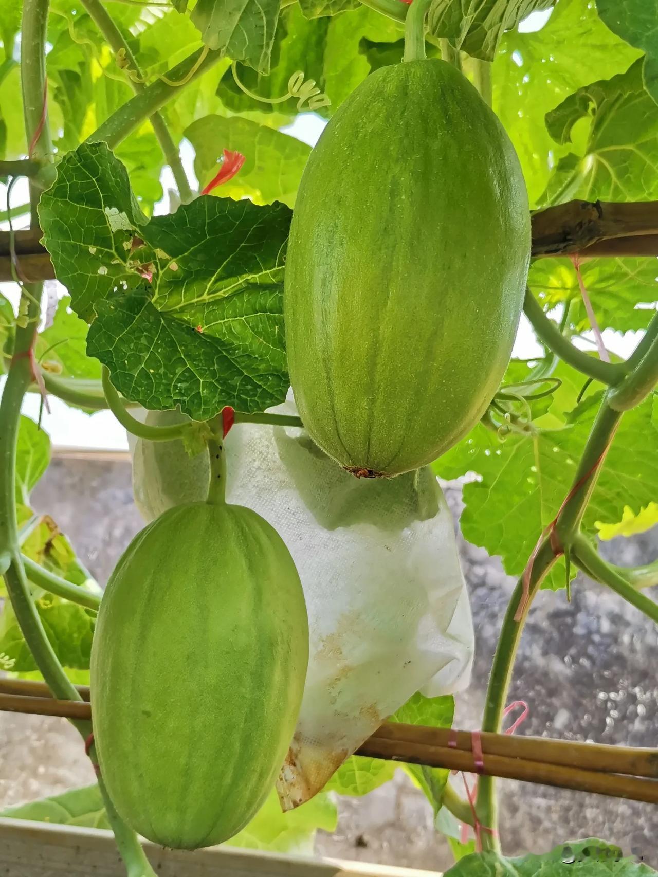 今天一早刷新信息，收到一友友发来的信息，由于一大早要做的事太多，就简简单单地瞄一