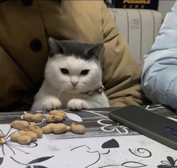 剪刘海失败的猫咪，可怜兮兮哈哈哈[喵喵][喵喵][喵喵] ​​​