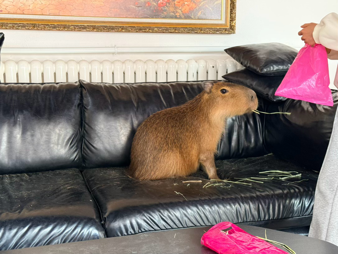 蛮可爱的大耗子 北京·黑山烤房BBQ