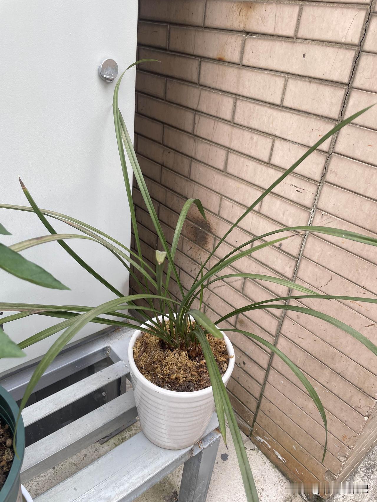 兰花跟草有什么区别啊