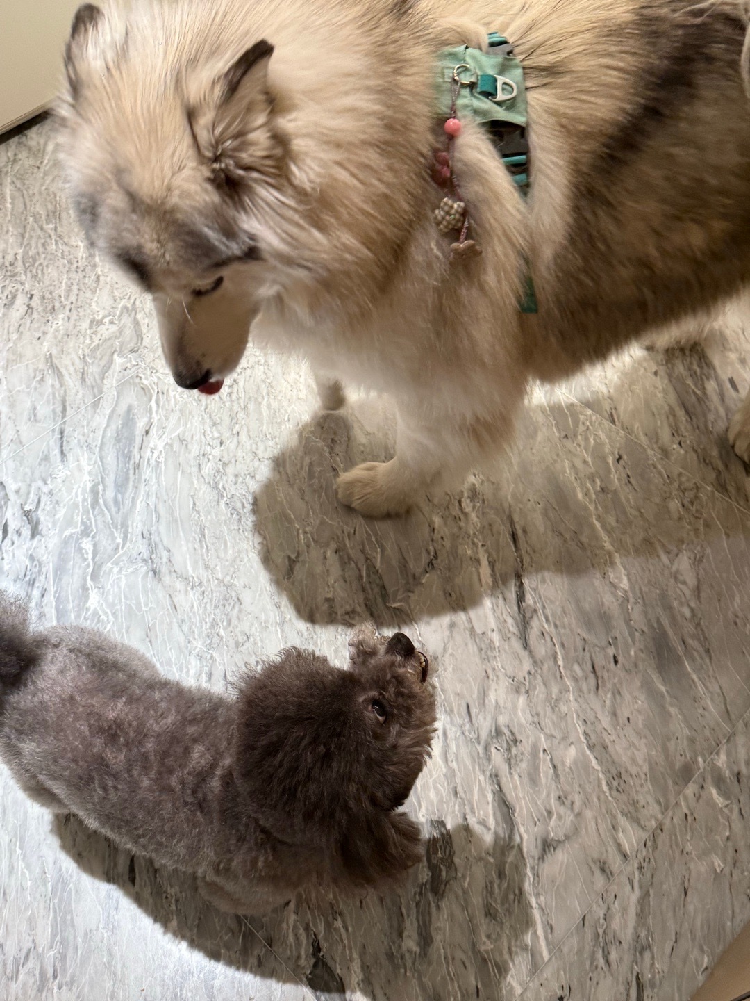 好凶的小狗狗🐶 