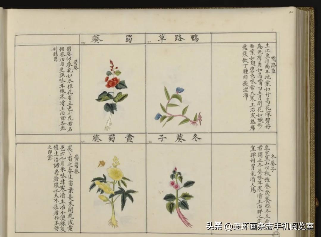 《中国药用本草绘本》拾页02