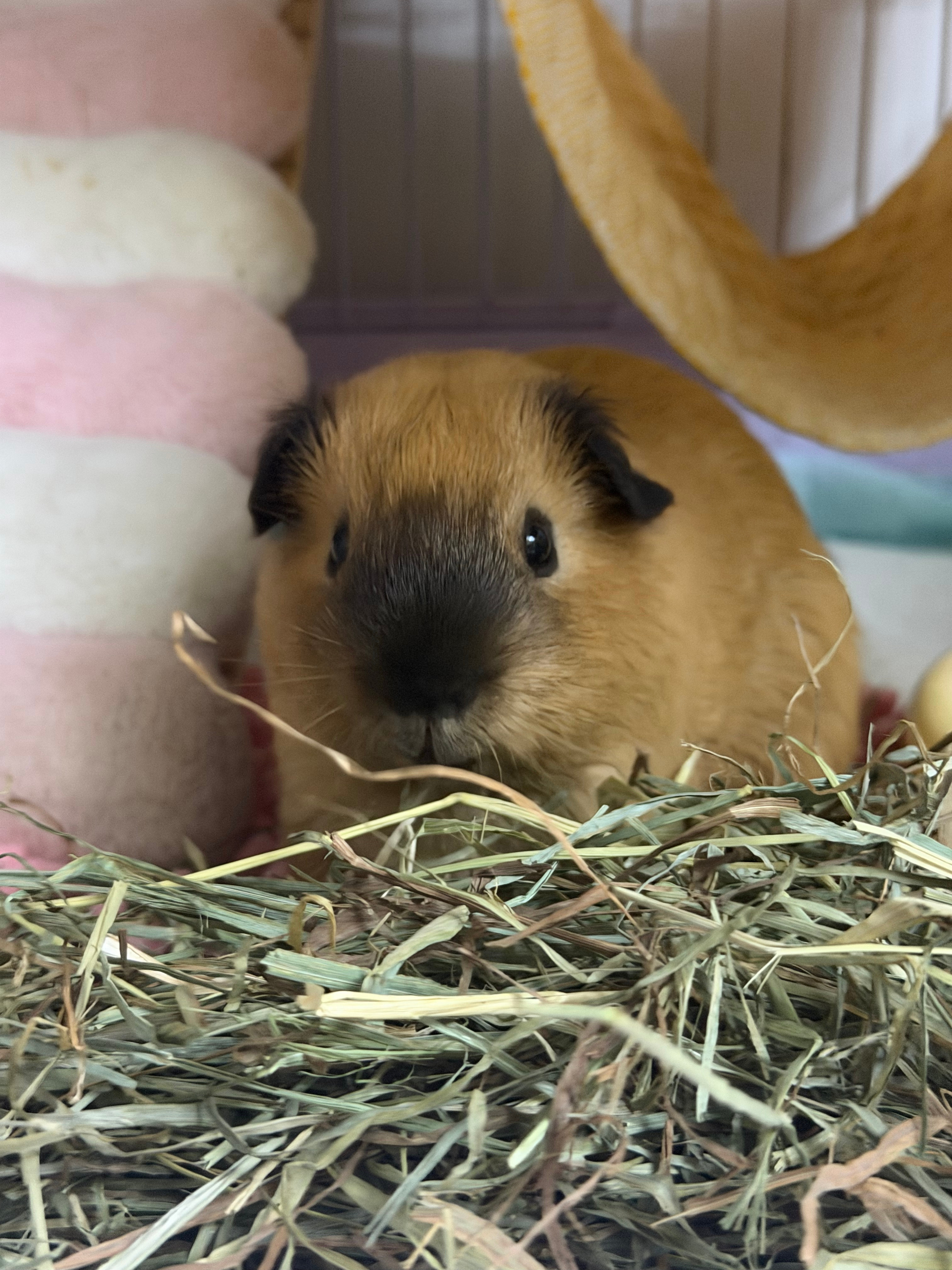 成为宝妈 理解宝妈 超越宝妈🐹 ​​​