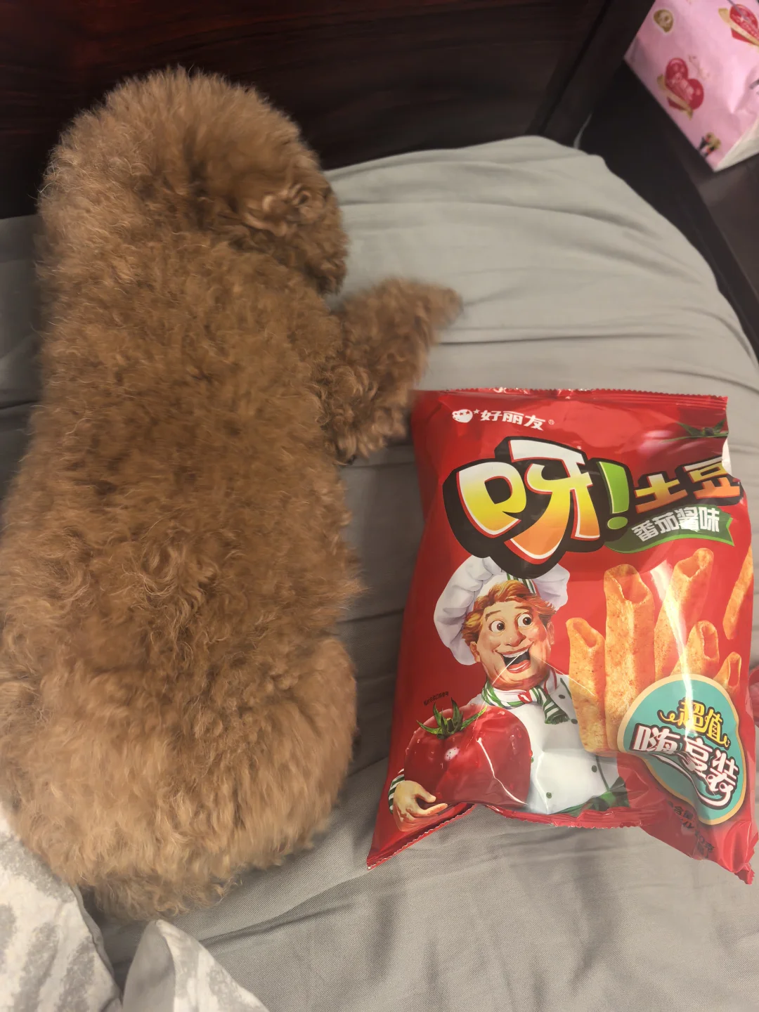 她也就比大包薯片大一点🙃