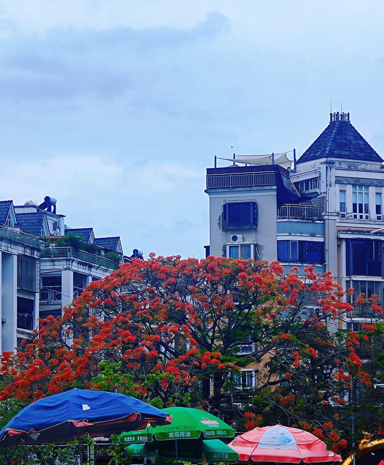 位于漳州市龙文区天利仁和小区和荣昌花园小区之间的浦头港旁边，一株巨大的凤凰树花开
