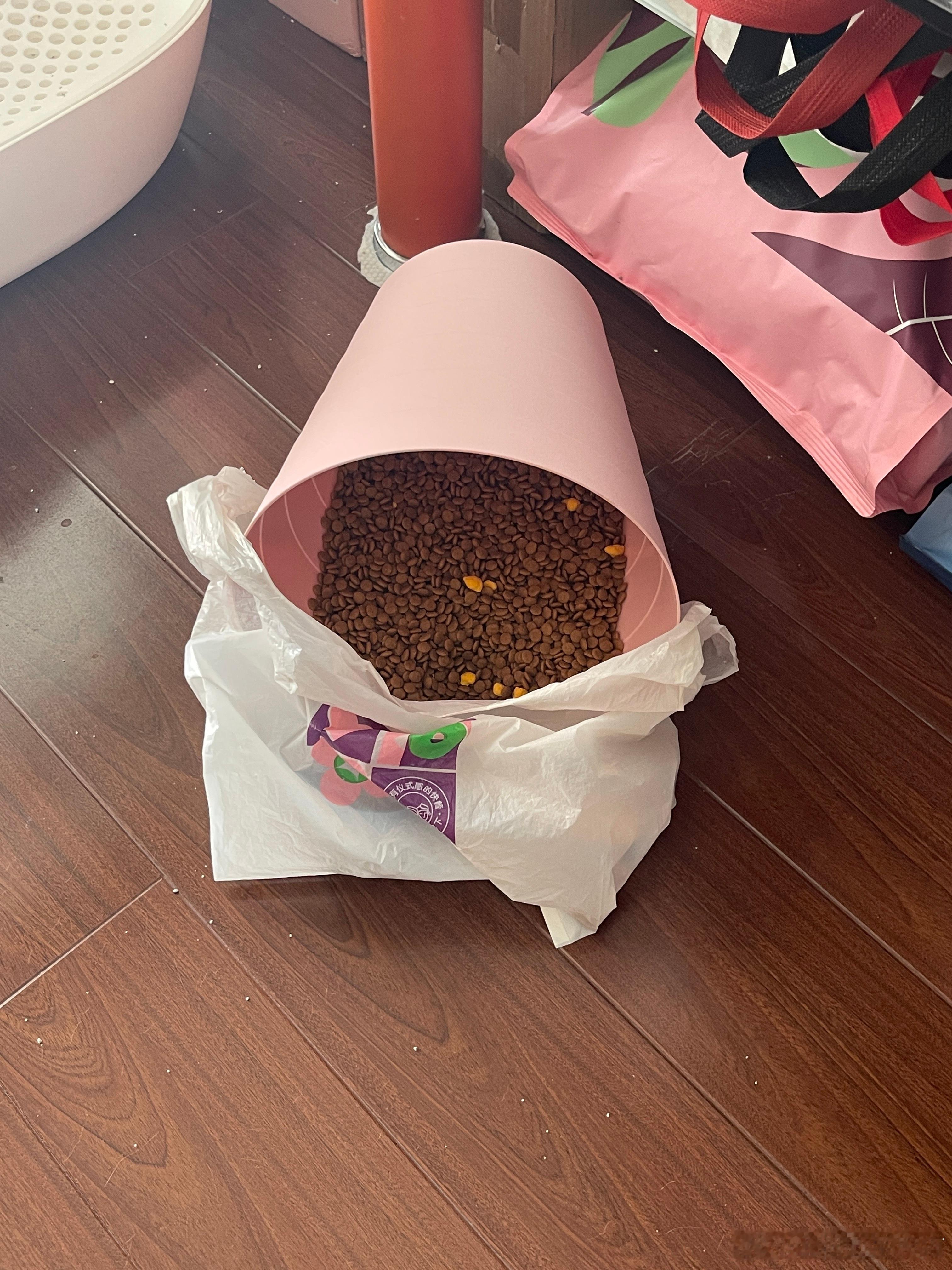 碗碗可真厉害，昨晚睡前只给它放了些洁齿小饼干，看它小肚子鼓鼓的不想让它吃太多了，