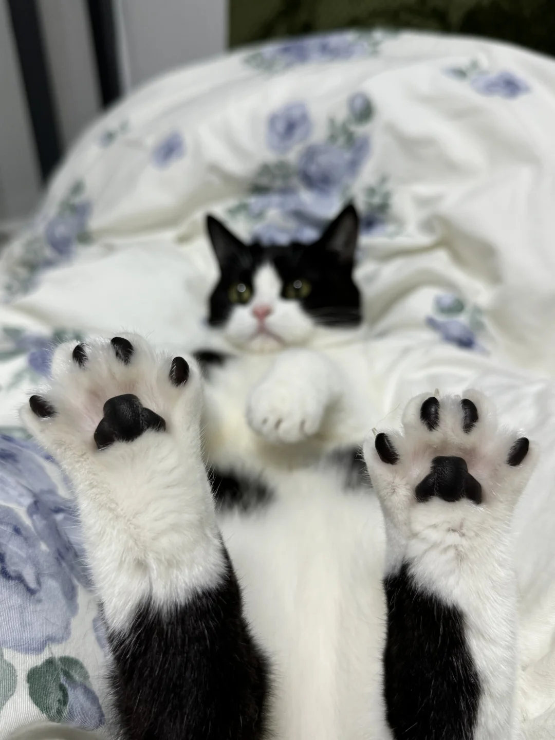 咪的jio是____味儿