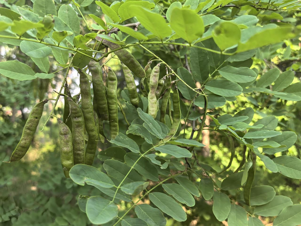 弘毅生态农场食物森林里的刺槐的果实及其实生苗（通过种子繁殖得到的苗子）。能够通过
