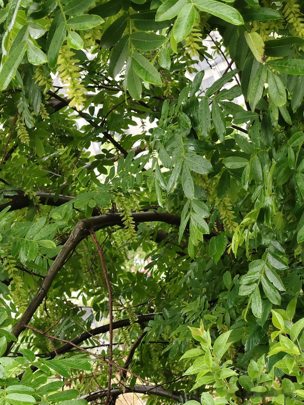 这场雨应该打下满城的飞絮了吧？
看着也不像那种满城飞絮的树种🌲啊[what]