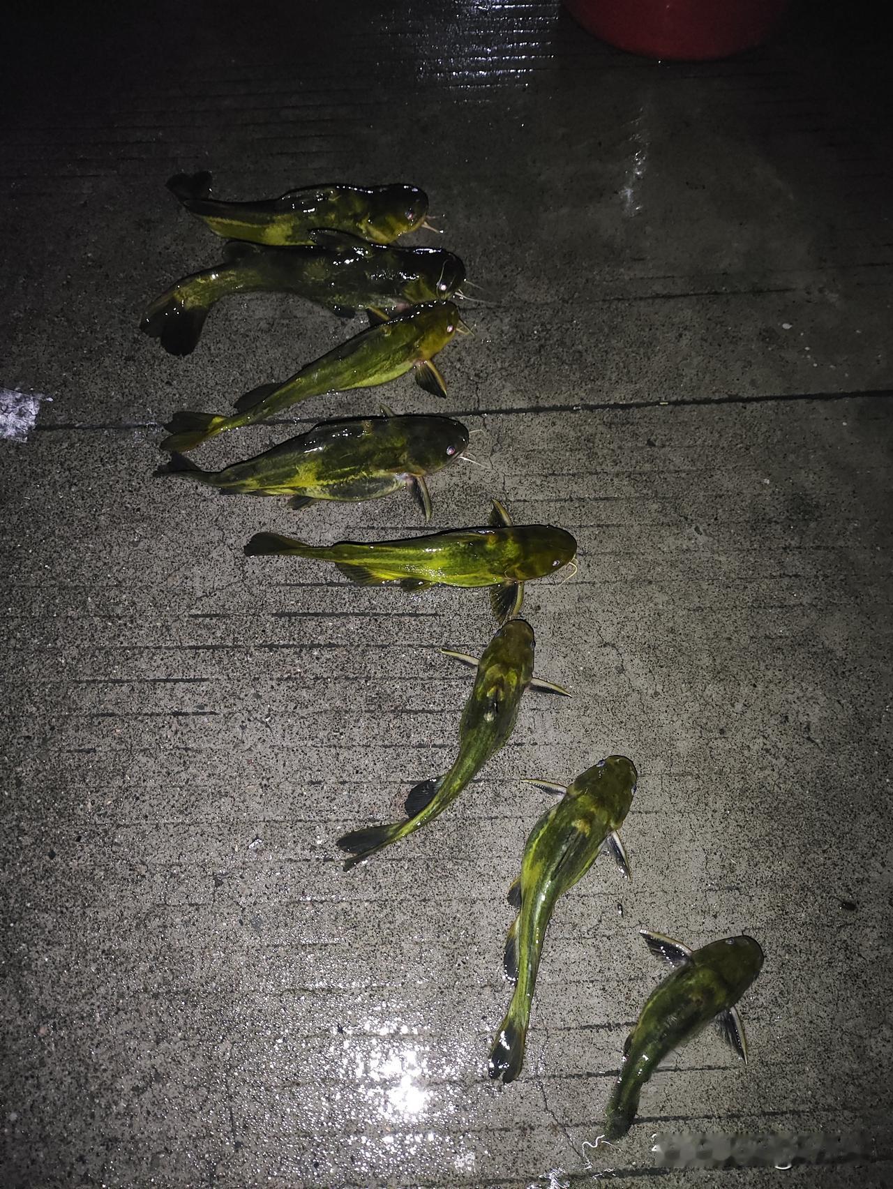夜钓黄辣丁实在太治愈了！挑一处水底藏着石缝的缓流区域，挂上鲜蚯蚓，把浮漂调钝让它