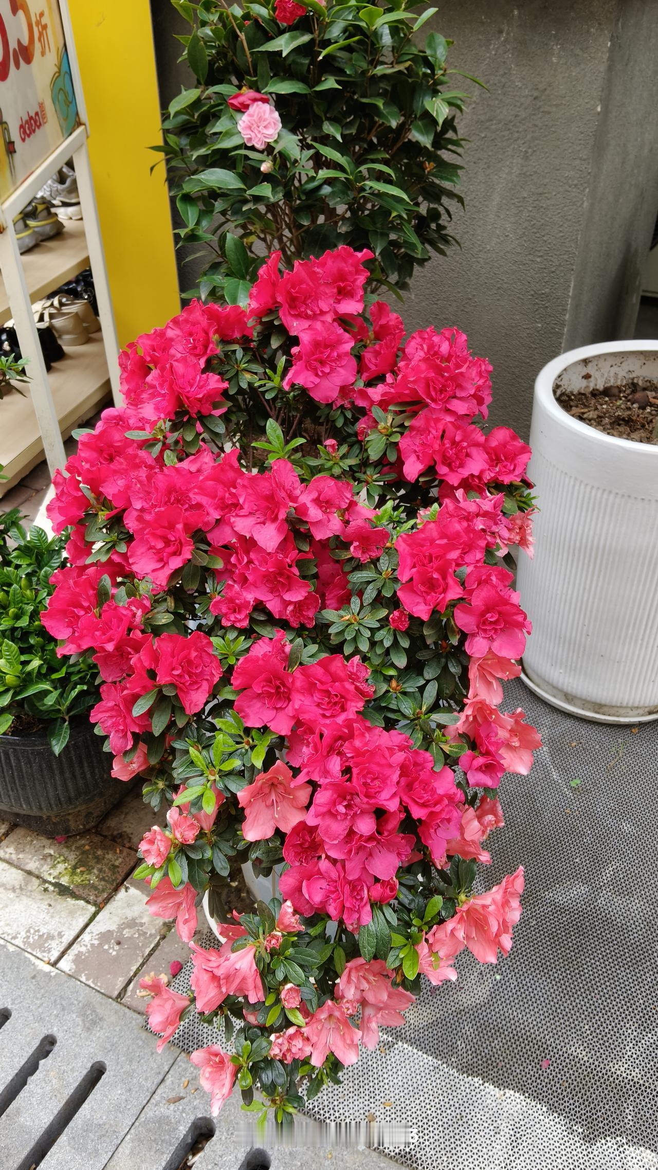 上班辛苦了，下班后有两个办法可以迅速放松。

一是看自己培育的花。它的无声语言一
