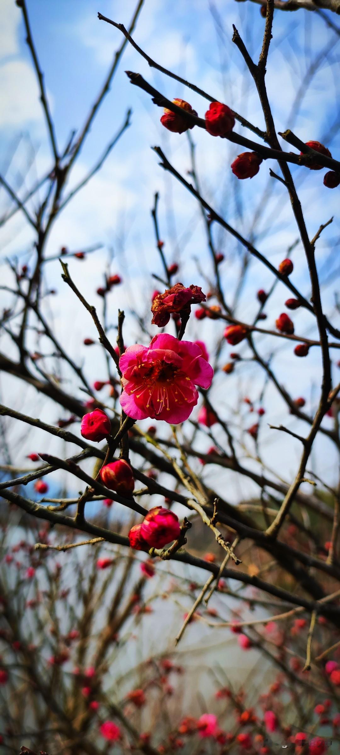 ，水库平静如镜，偏偏有丝丝缕缕寒风拂过，鼻子耳朵冻得生疼。走几步吧，看看山川田野