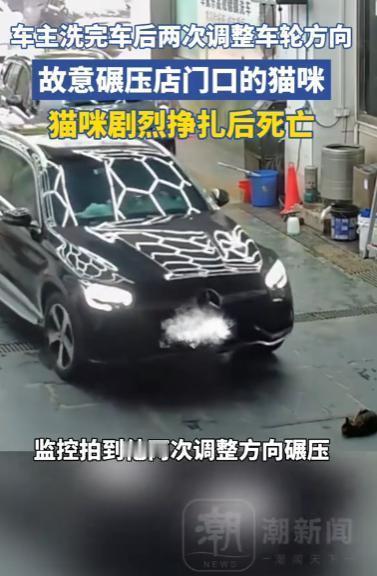 大河报曝光！广东洗车店监控实拍，奔驰车主两次调方向，故意碾压哺乳期猫妈妈，4只小