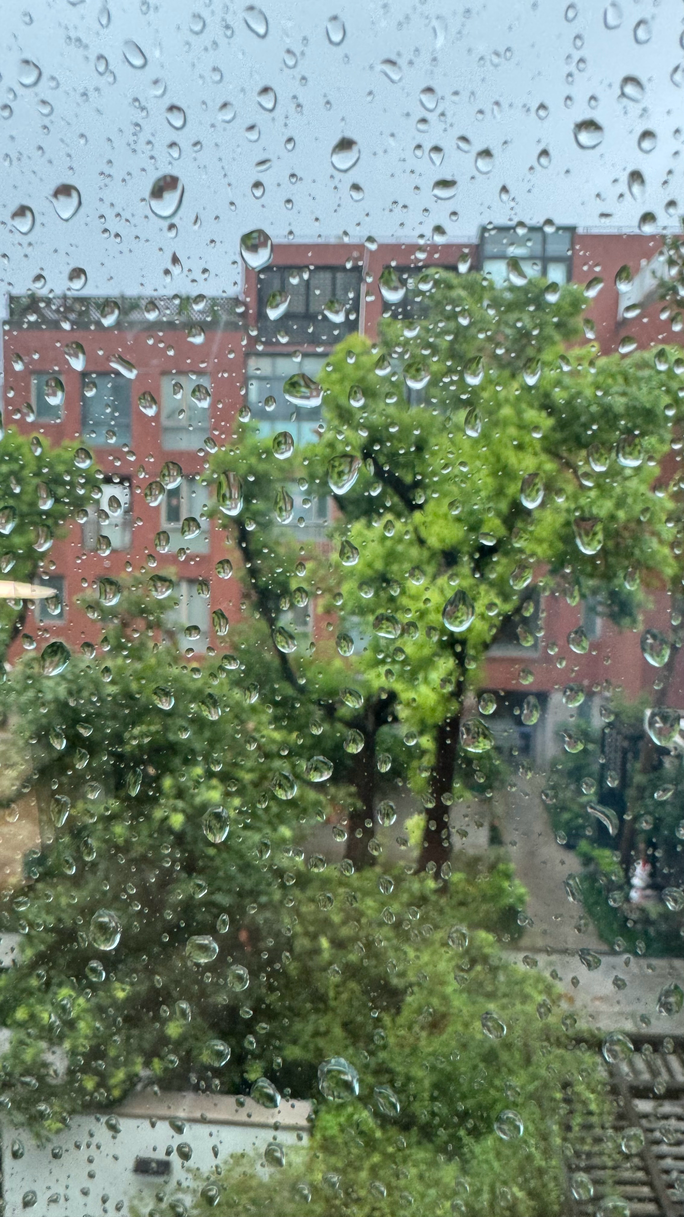 好大的雨啊！「白海豚」好厉害，就这样从昨晚下到了现在能不能暂缓一刻钟，让我出趟门