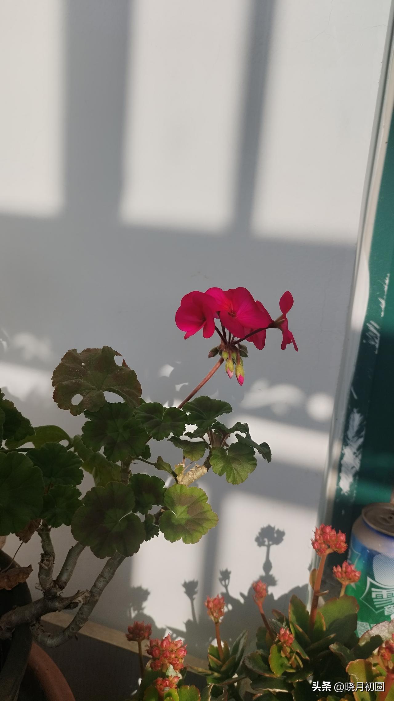 有人说头条已经成了鸡肋，食之无味弃之可惜。
我也这么觉得，对于普通创作者来说，每