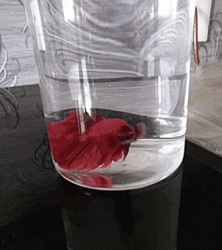 我儿子养的斗鱼，拿着电话手表拍的照片，还是动态图片，现在的手表功能可是越来越强大