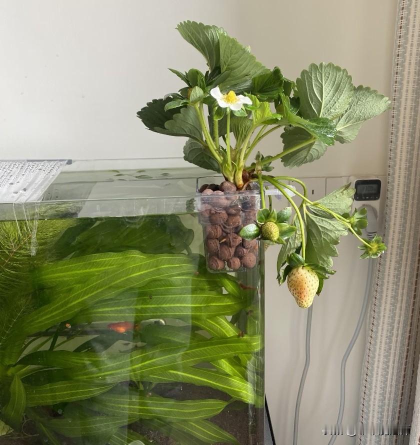弗弗弗弗兰克
水培草莓