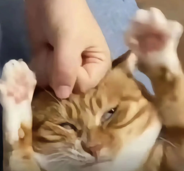 安卓猫 苹果猫 安卓猫苹果猫这个梗比丝瓜汤还莫名其妙，玩这个梗的人真的苹果安卓手