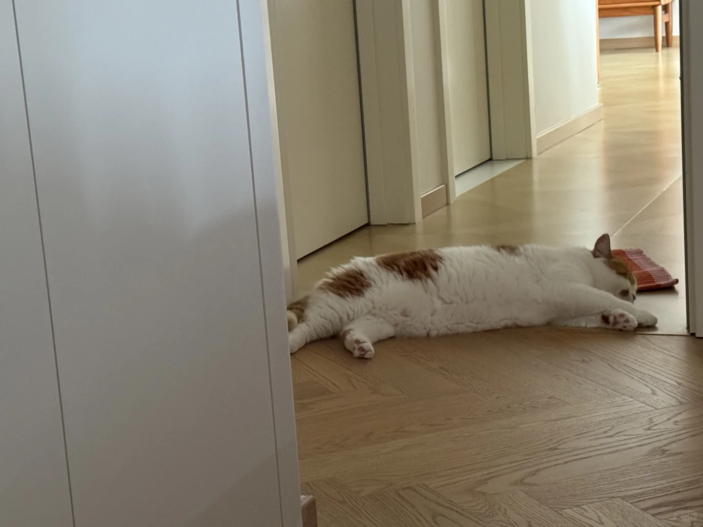 房间门口好长一根猫条