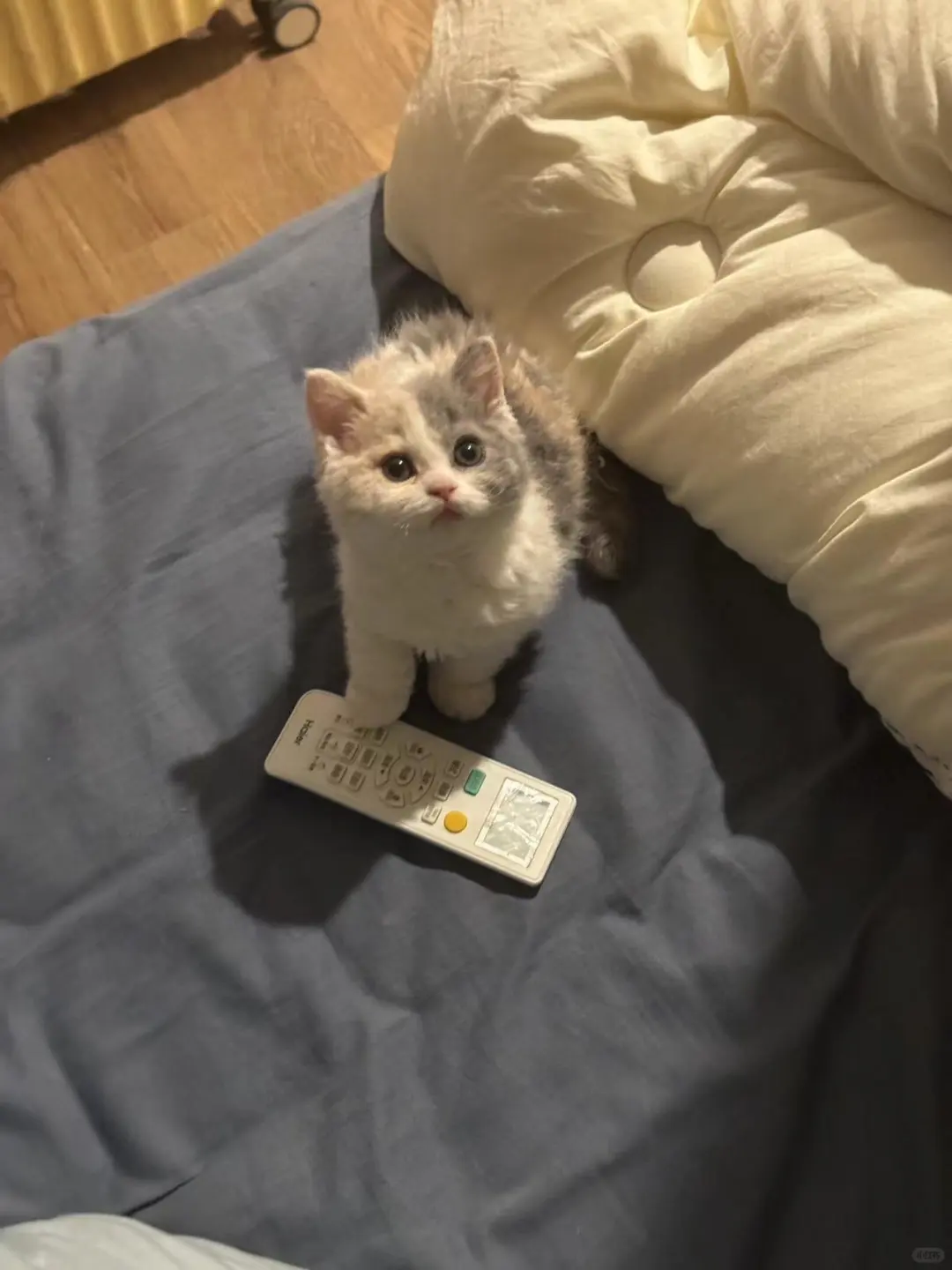 🇭🇰HK買貓💛三花羊毛貓咪～家長好滿意