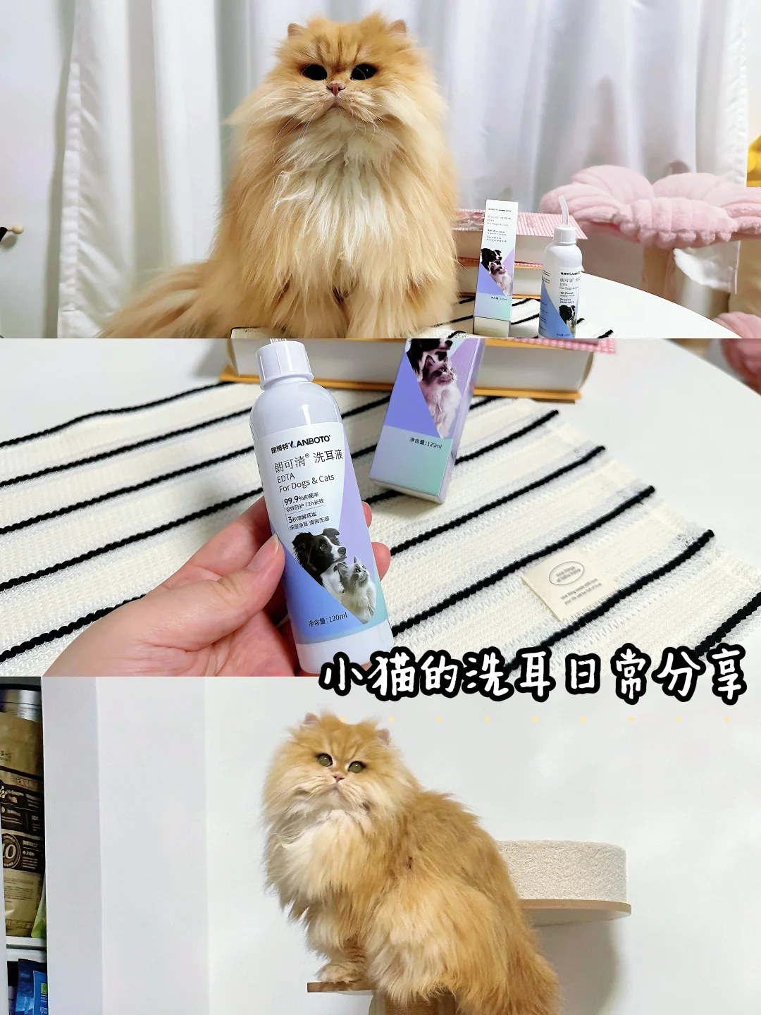 养猫必备！轻松告别脏耳朵～
