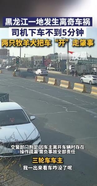 黑龙江离奇车祸！两只牧羊犬“无证驾驶”撞车，真相让无数司机脸红狗驾三轮车肇事 