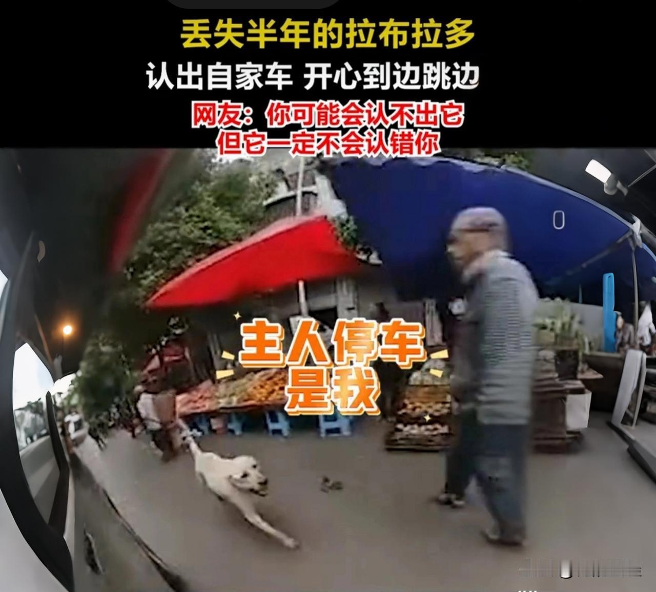 流浪半年只追同款车，重逢一刻看哭全网

谁能想到，一只狗能因为一辆车的模样，在车