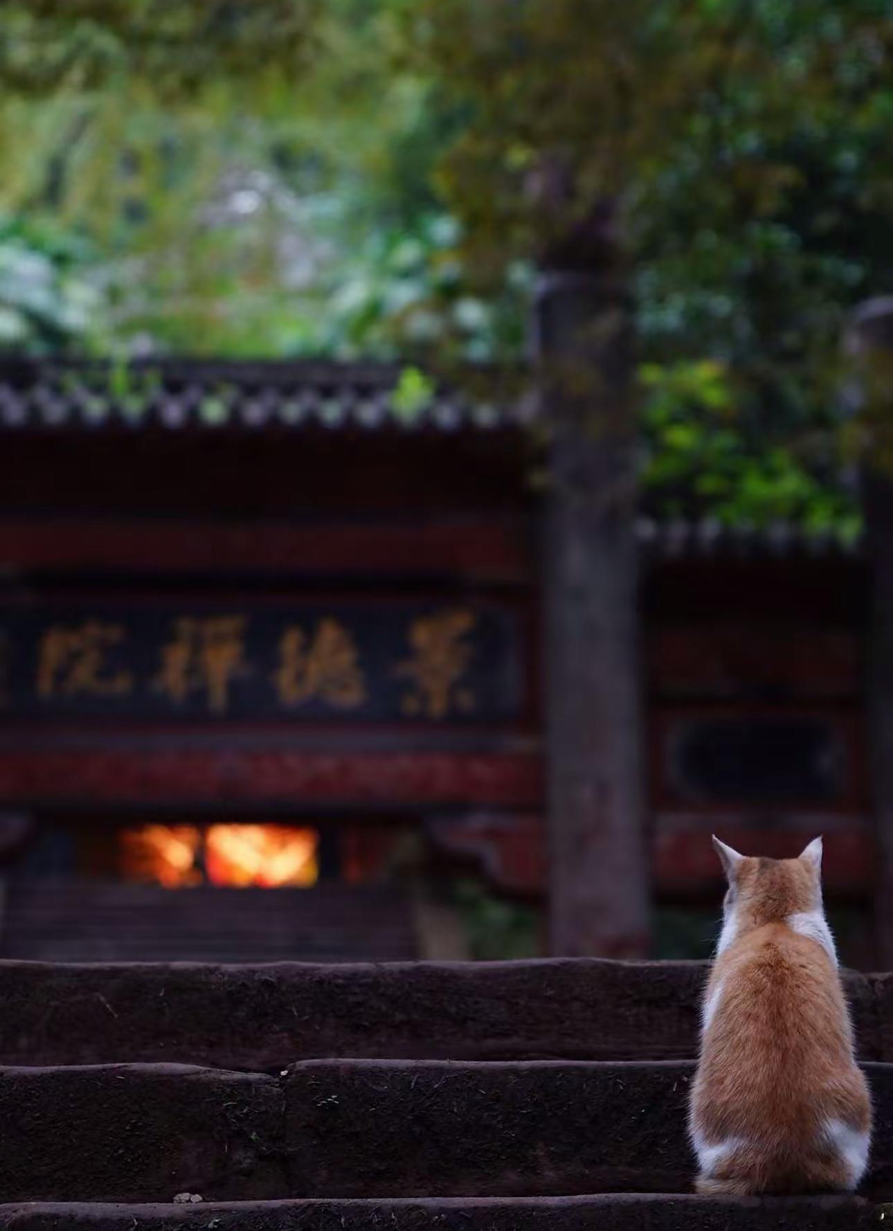 去年看的一例90年的女生，命局火金相冲，典型的急性子，这两年会放大原局中的虚妄和