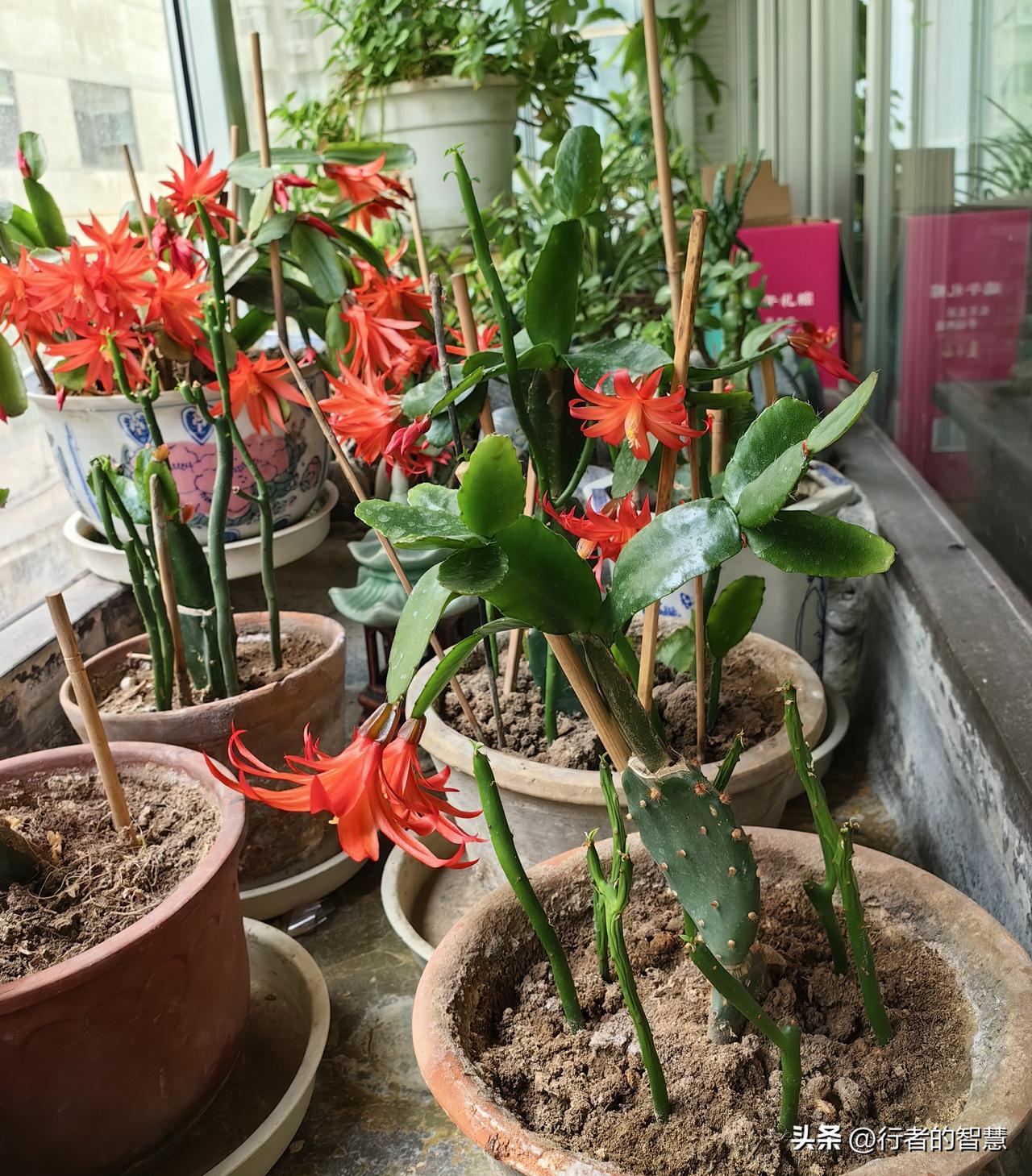 去年春天嫁接在仙人掌上的几棵“假昙花”都活了，今年春天还都开花了。花开富贵，春意