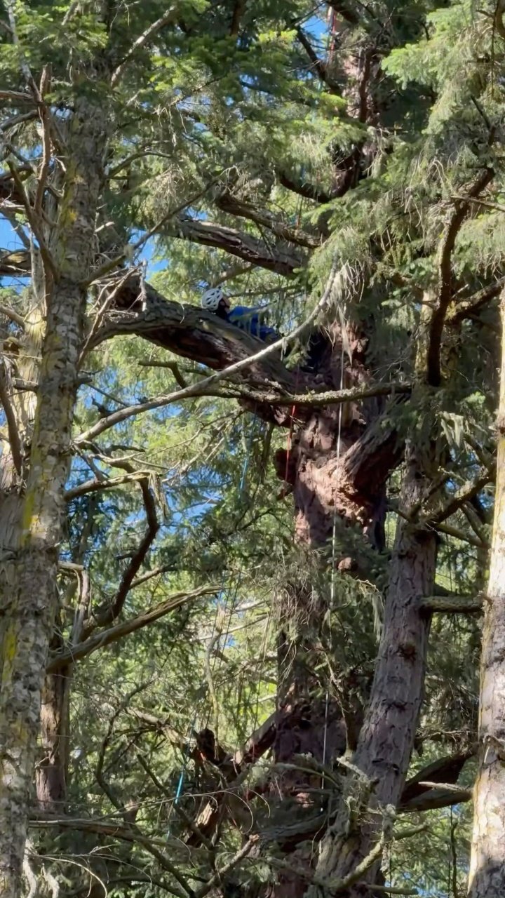 挑战一秒找到百年老树上的王一博 王一博躺在树上比耶 王一博躺在树上比耶！ 