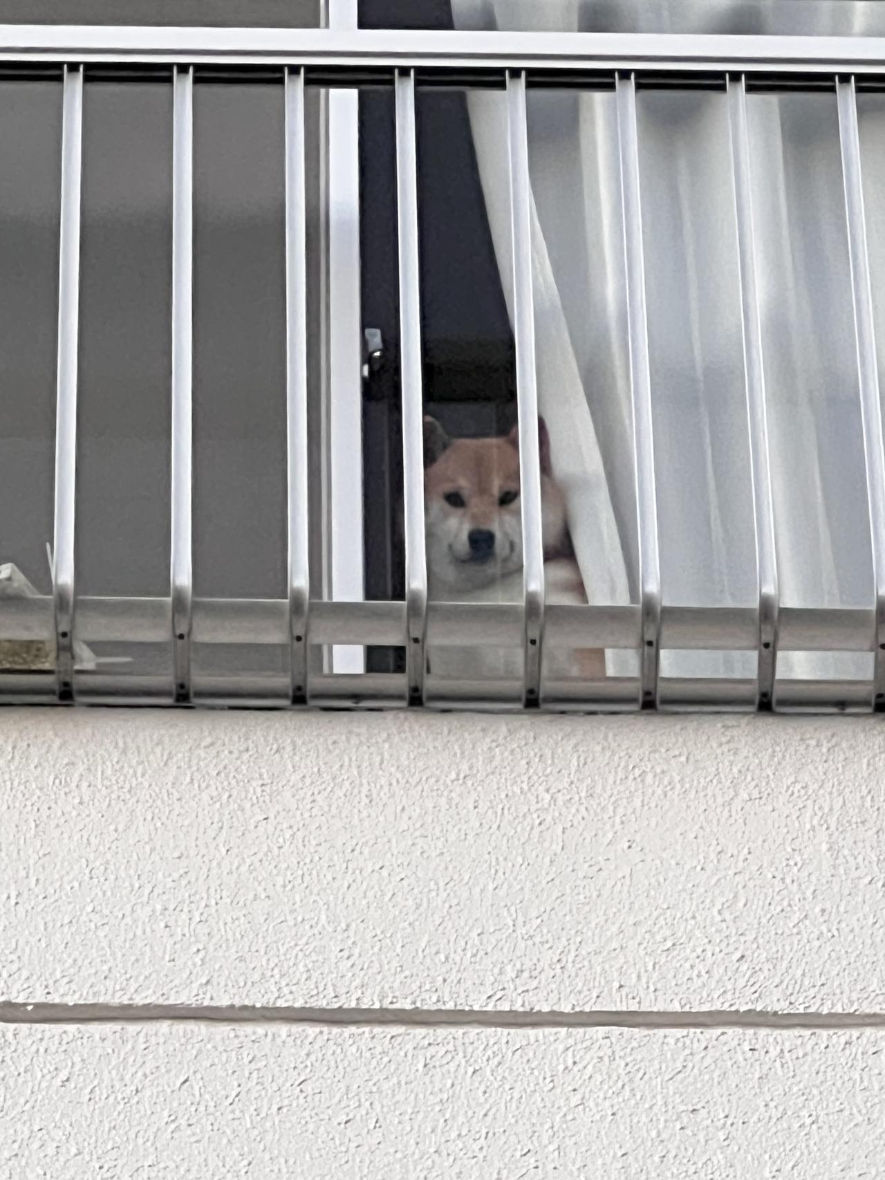 这下尴尬了！日本有只可爱的柴犬「风田（ふう太）」个性很胆小，平时都会守在窗前，对