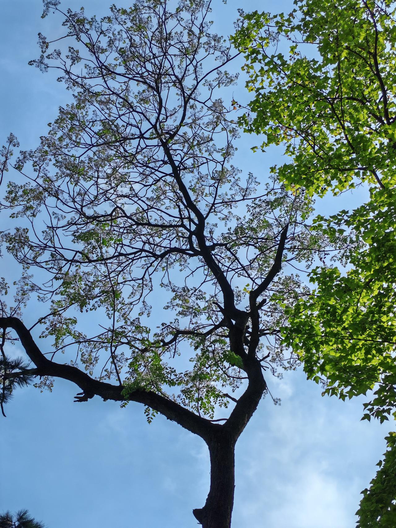 苦楝树（学名：Melia azedarach）是楝科落叶乔木，又名楝树、紫花树、