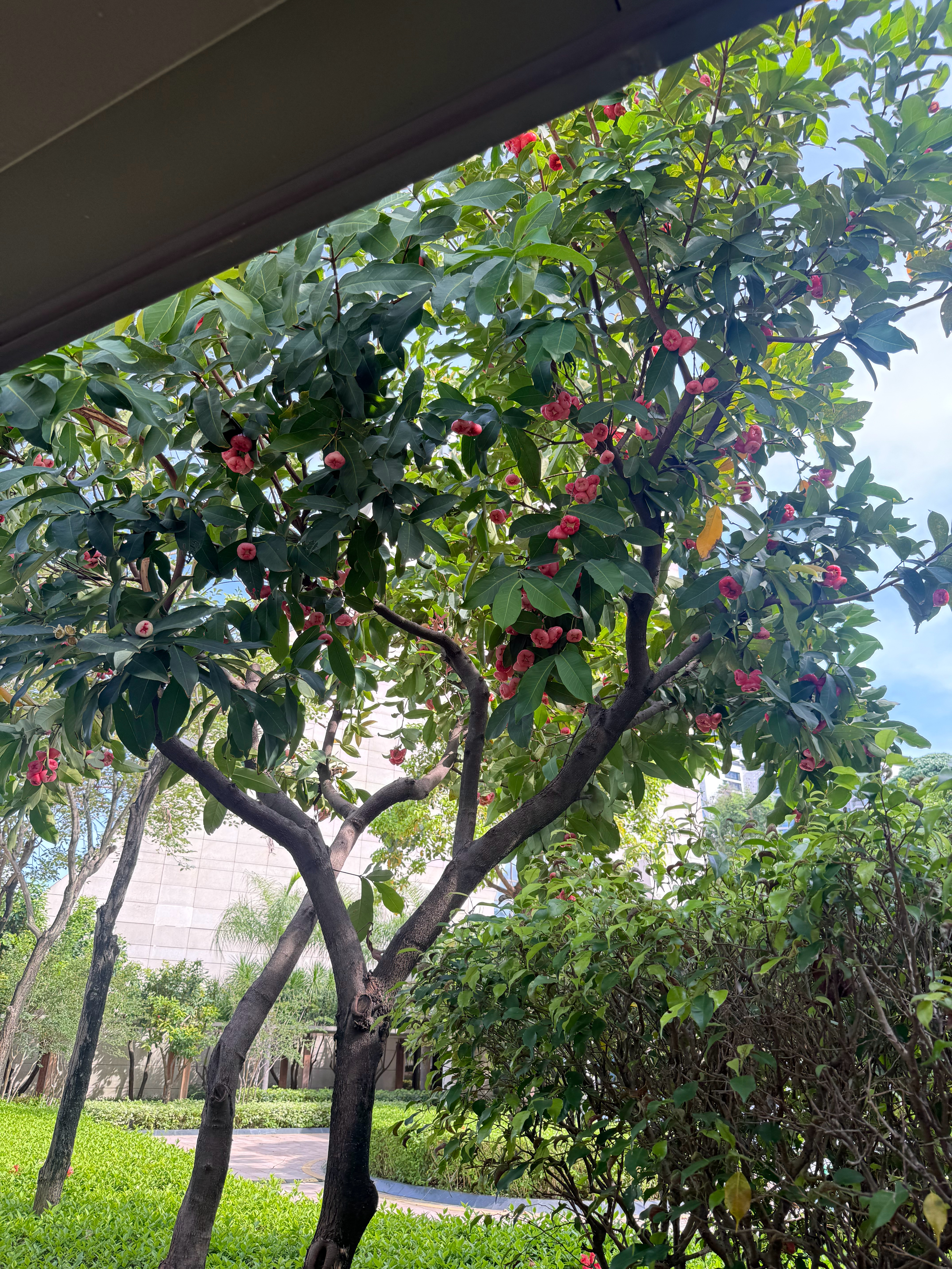 广东绿化带确实好吃😋，清甜，再出两天太阳🌞 ，口感会更好。。。 深圳