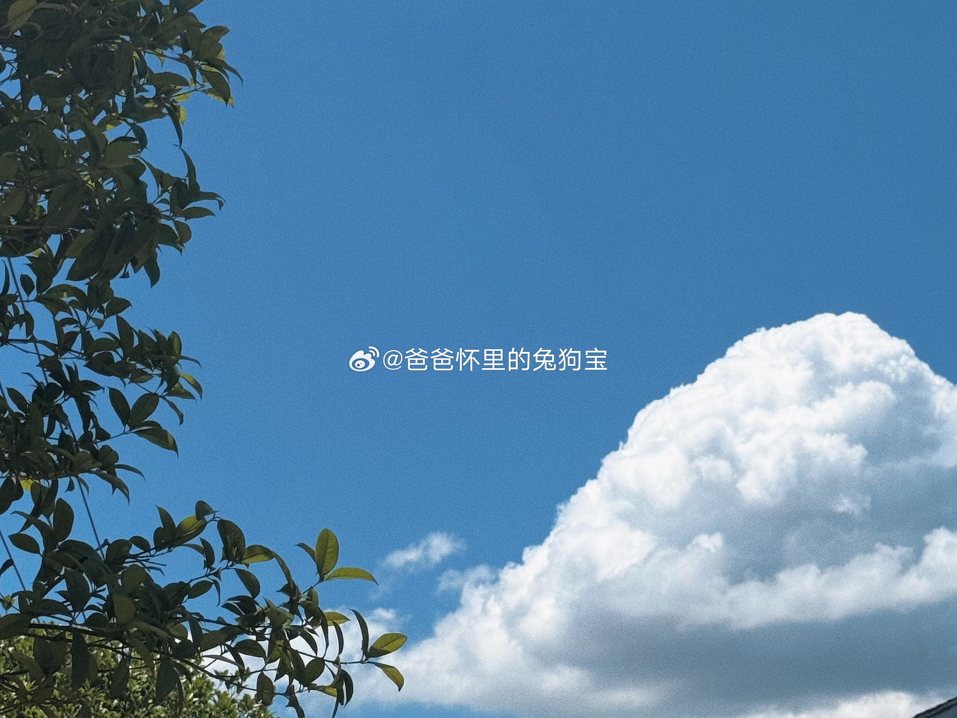 今年夏天感觉也没怎么出去玩 但是被晒的好黑啊肉眼可见的黑这几天特别热🥵 小猫都