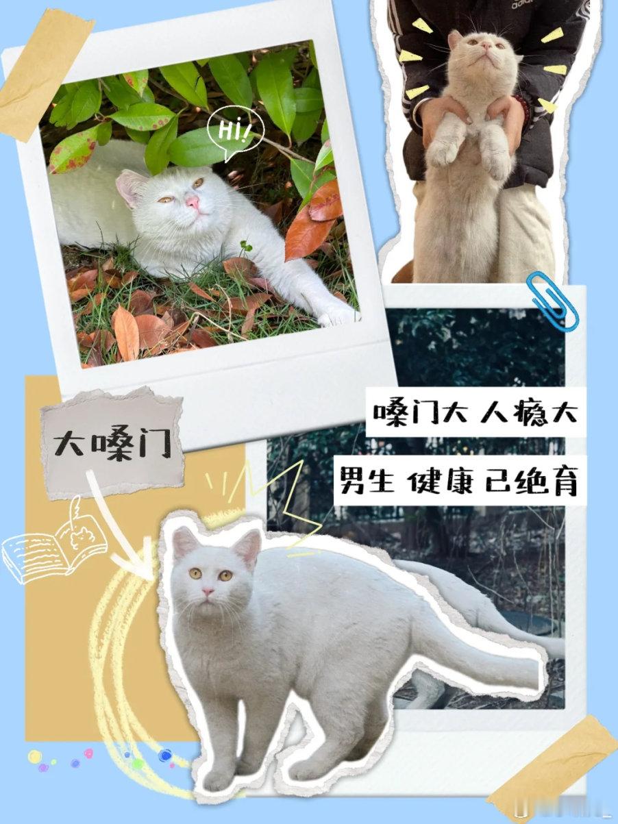 南航的流浪猫有学籍啦想起上学时总在教学楼旁碰到流浪猫，南航学子真的把善意做到了极