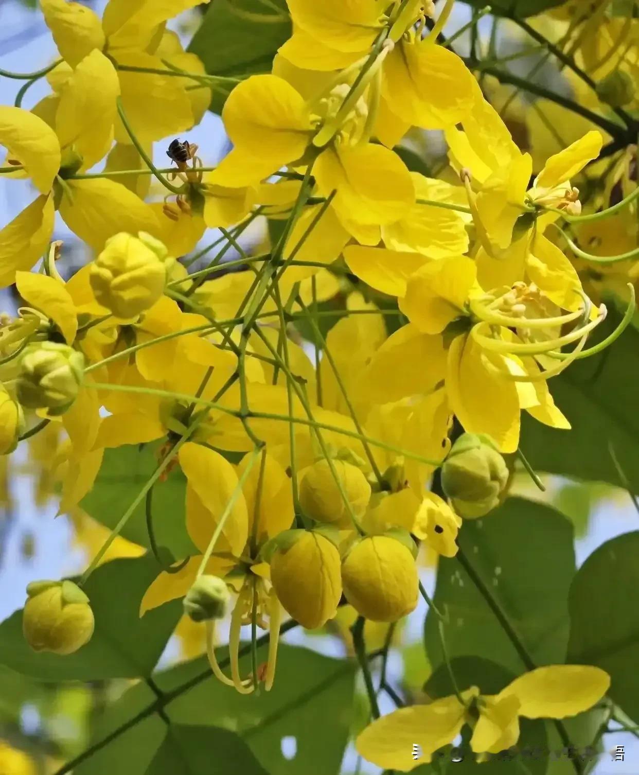 腊肠树的花，也叫阿勃勒、黄金雨，是泰国的国花。
你真行，拍的国外花！还是人家的国