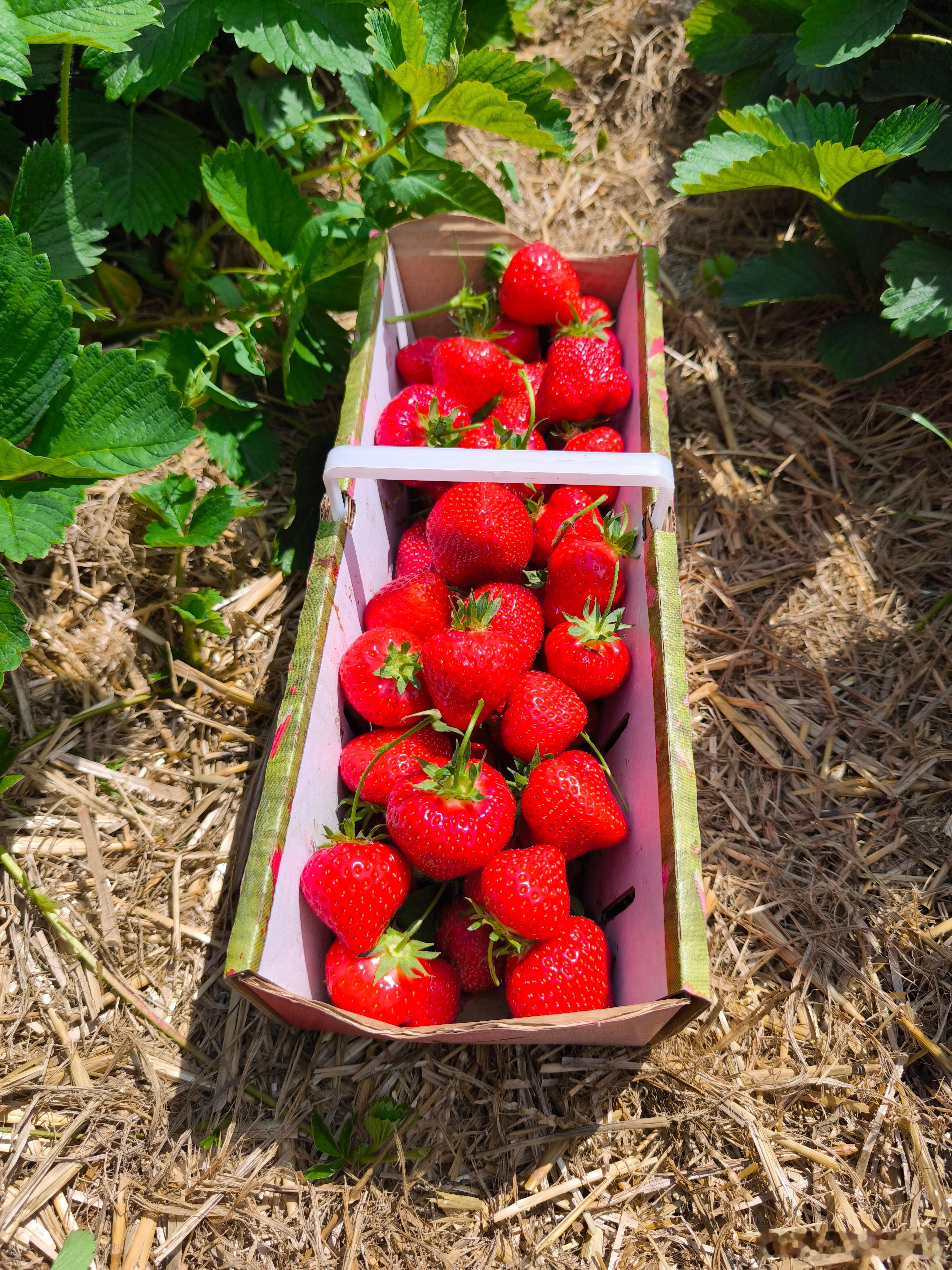 🍓季