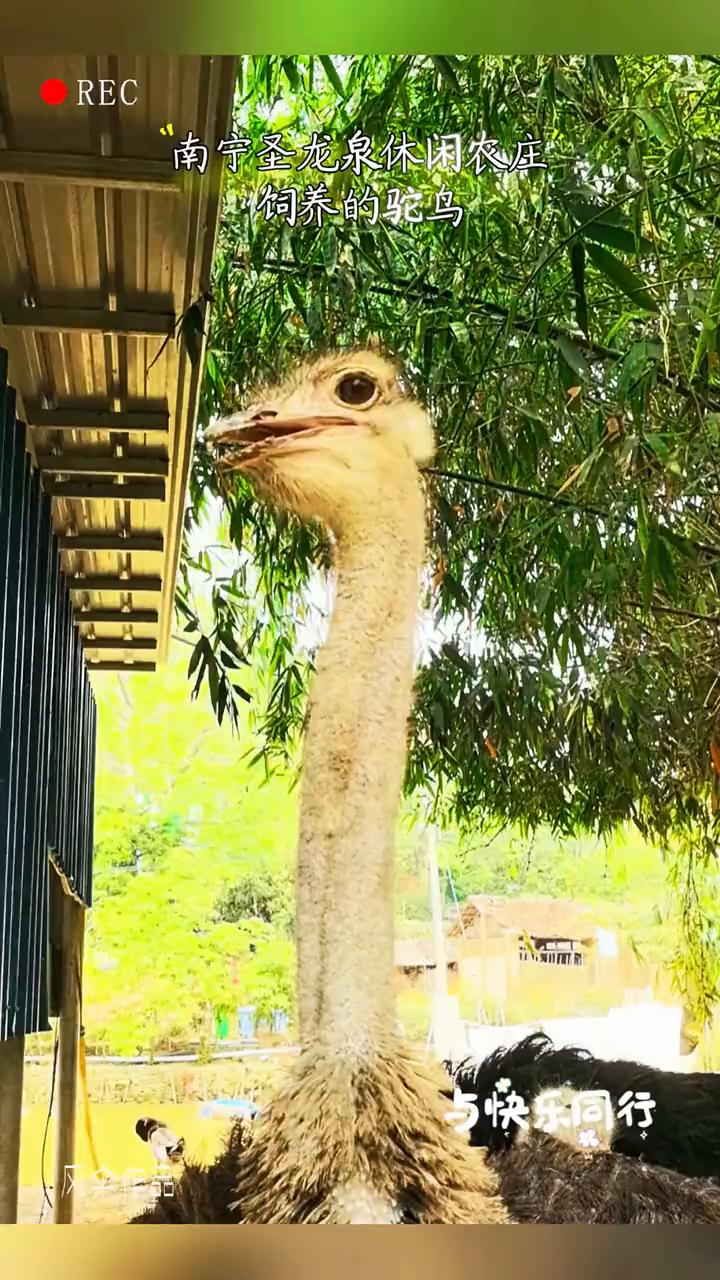 南宁圣龙泉休闲农庄饲养的驼鸟。
圣龙泉休闲风伞作品。