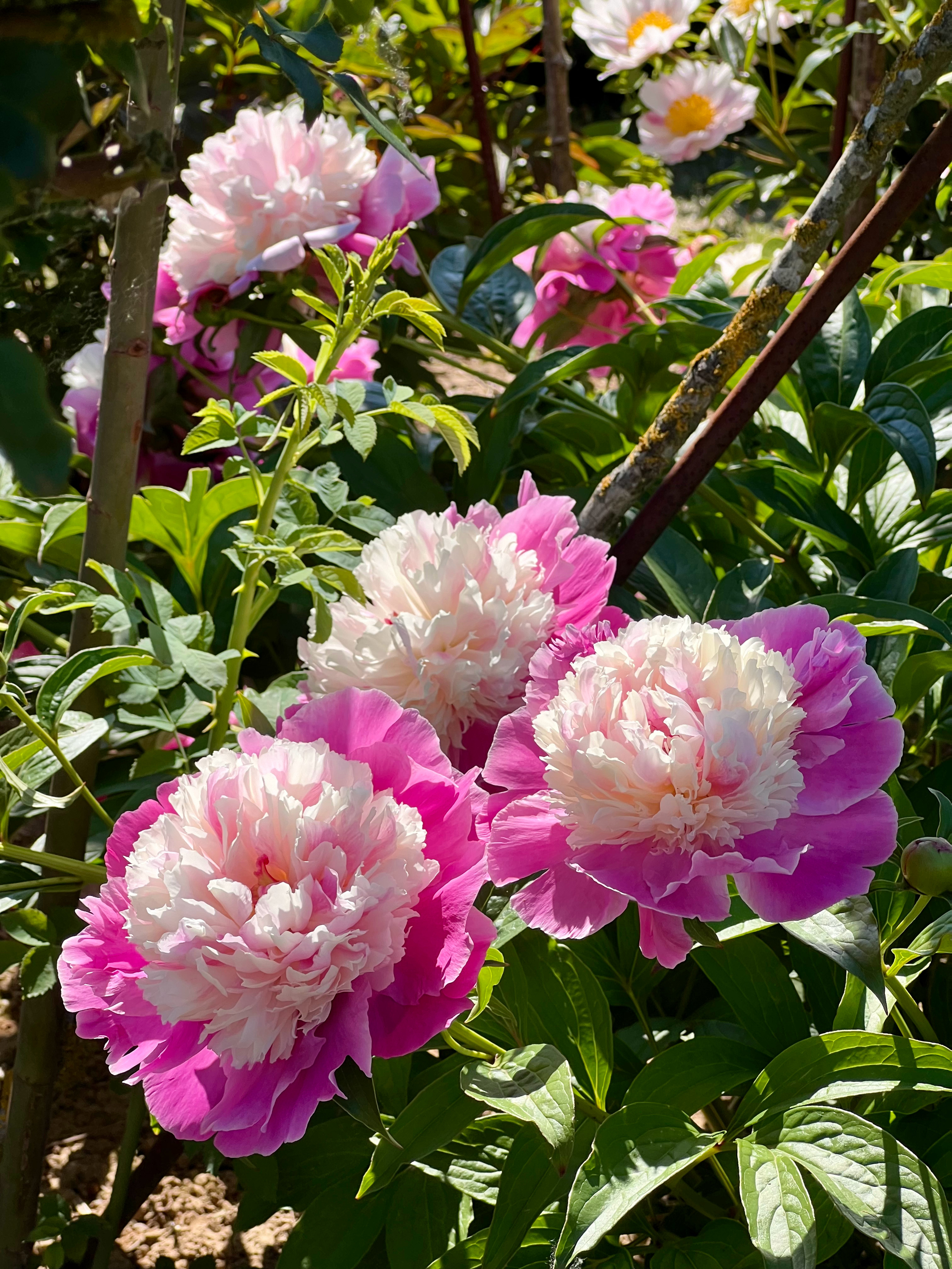 Pfingstrosen zur Pfingstzeit 🌺五旬节的正确打开方