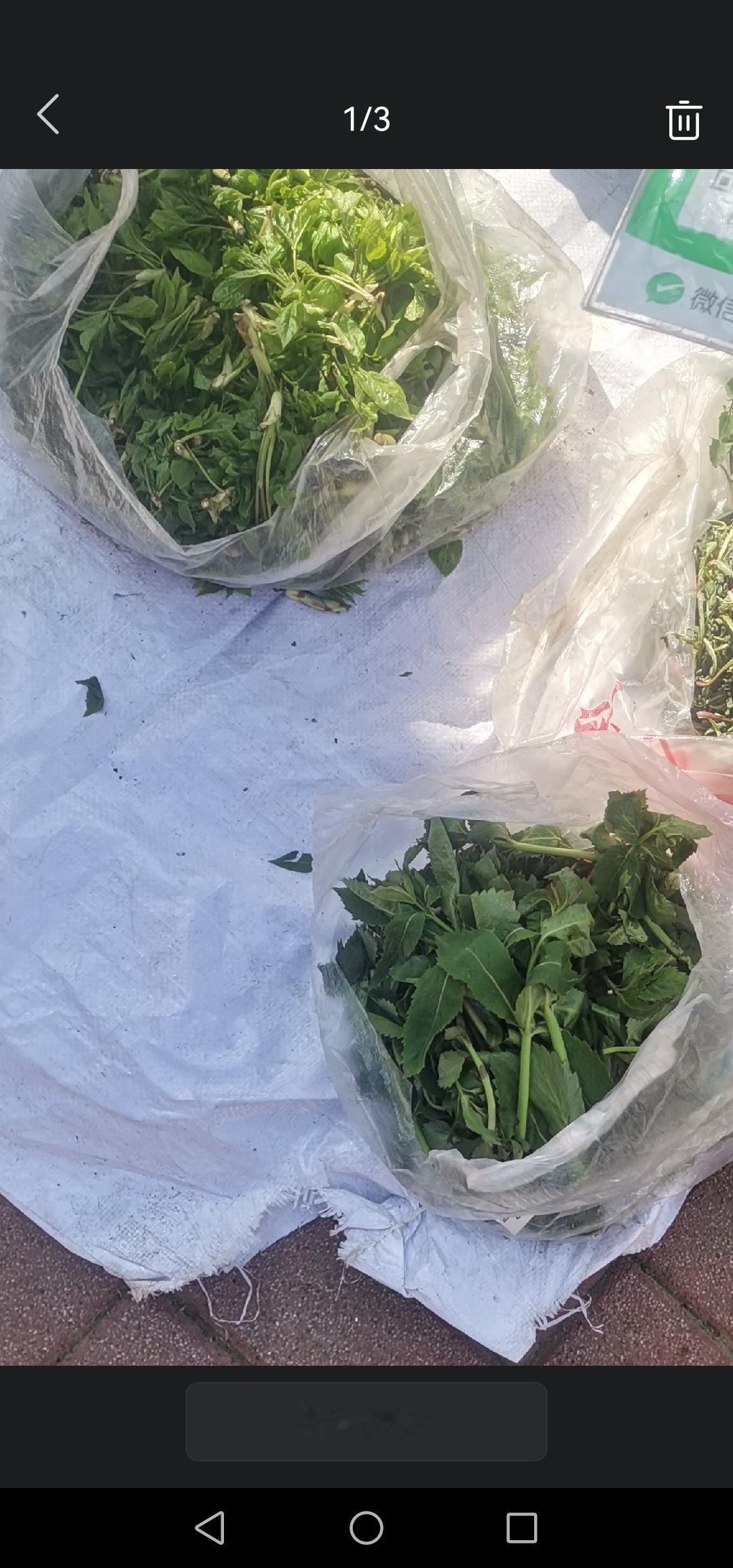 4月29号，坐标吉林市，发现山野菜上市了。刺嫩芽25元一斤，刺五加15元一斤，这