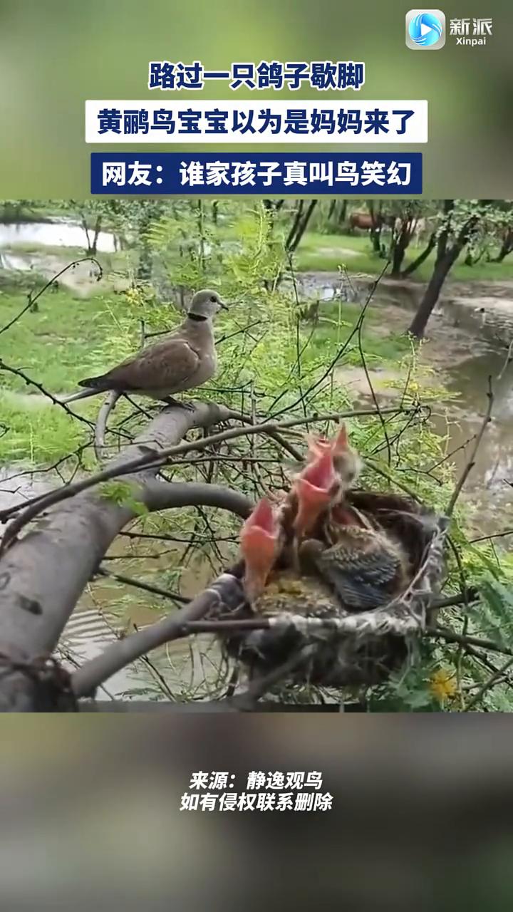 路过一只鸽子歇脚，黄鹂鸟宝宝以为是妈妈来了。网友：谁家孩子真叫鸟笑幻。
来源：静