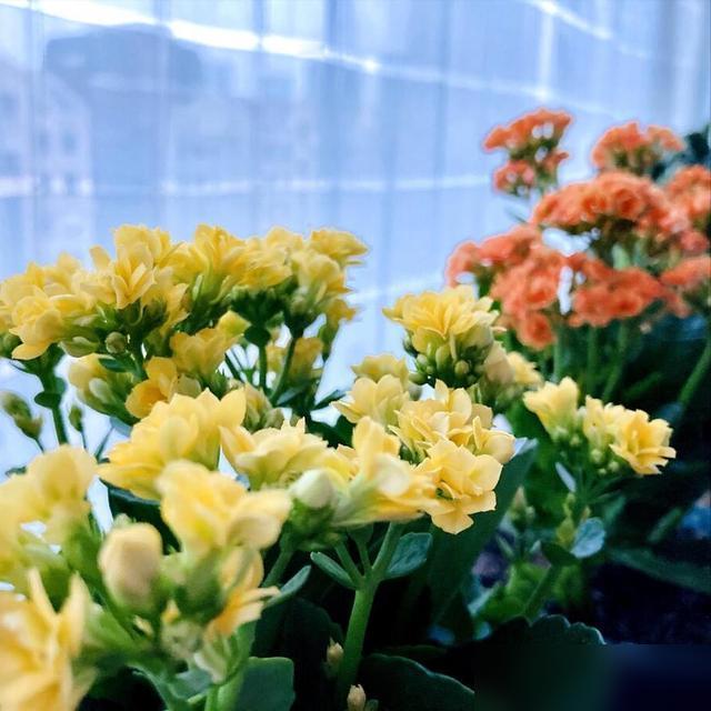 家里面养的长寿花迟迟不开花，急得我晚上都睡不着！

最近刷到好多网友说自己的长寿