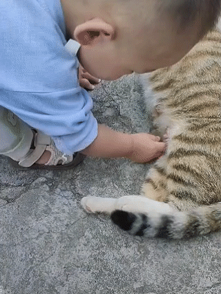 猫：你这小屁孩，怎么跟你爹一个德行呢