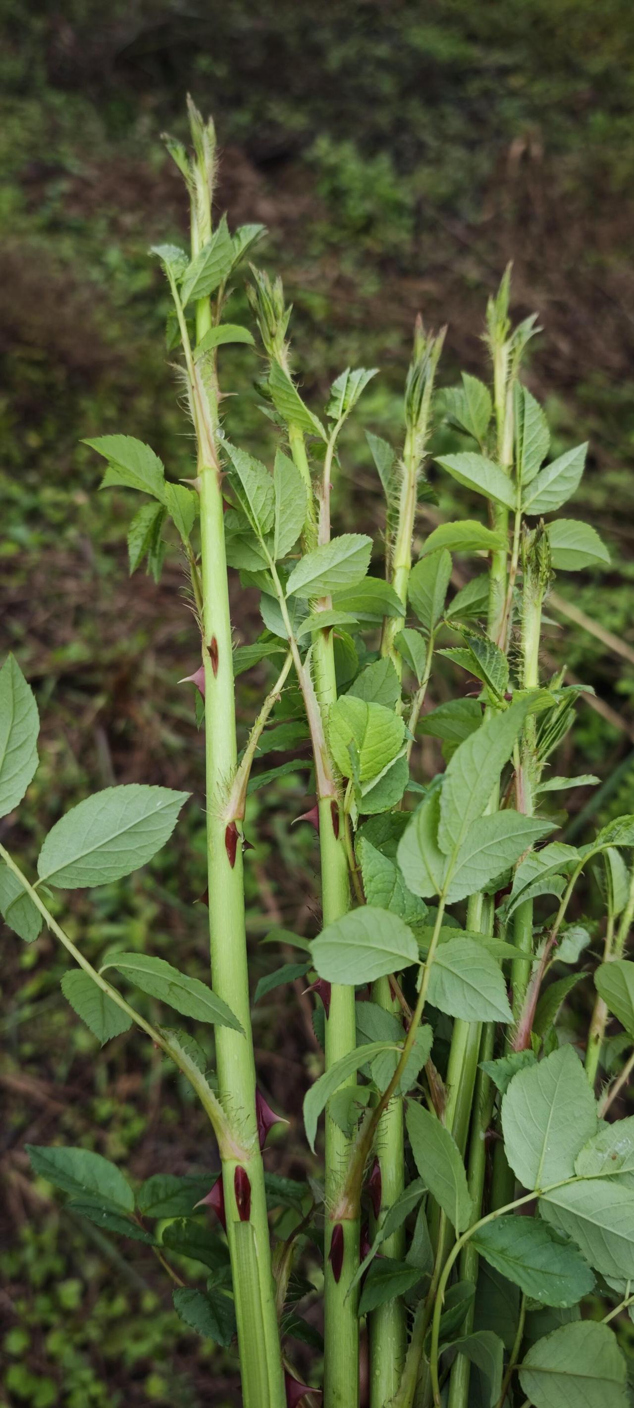 你们有人吃过这个东西吗？
在你们那里这叫啥？