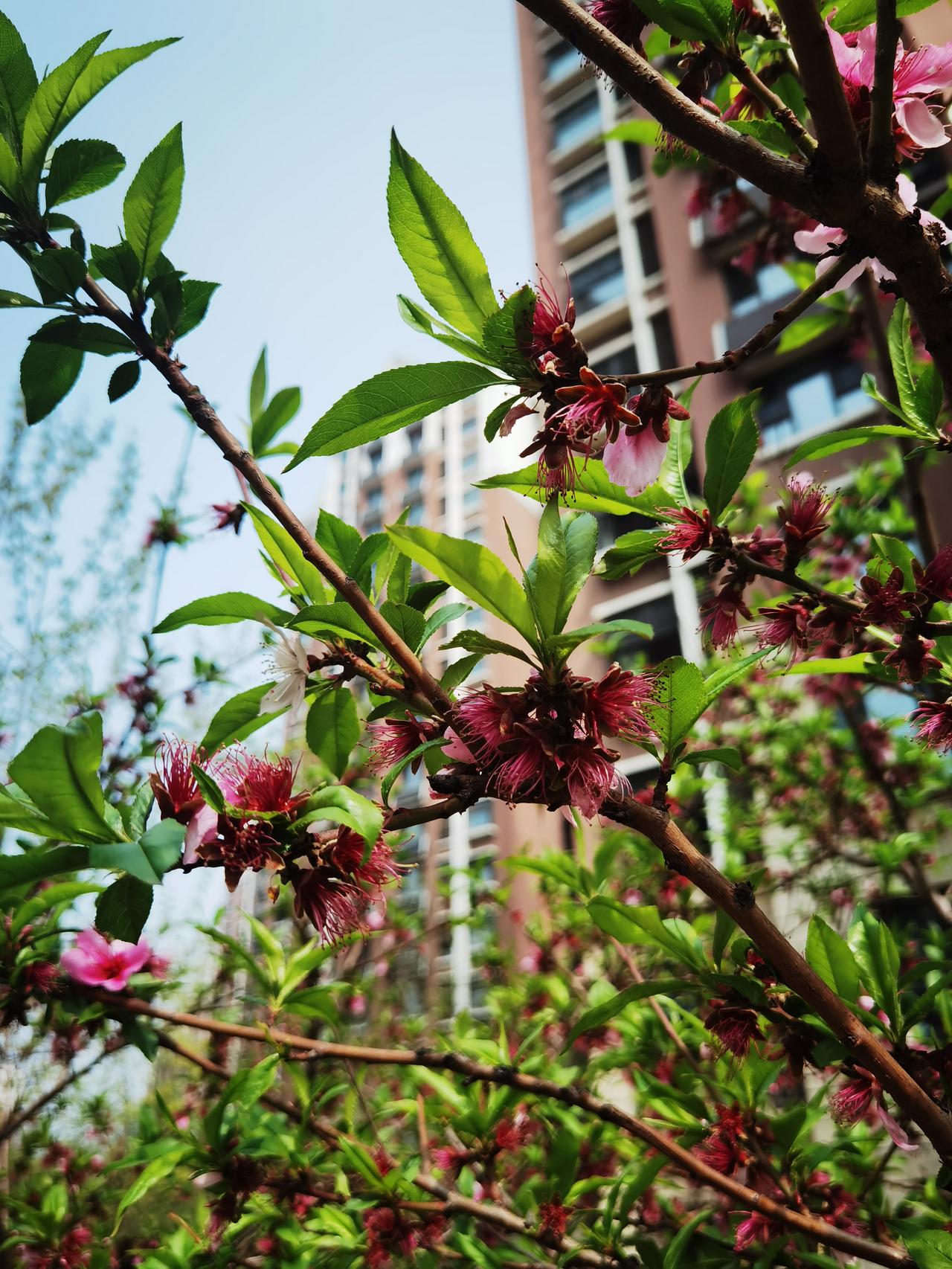 花开花又谢，人生不重来