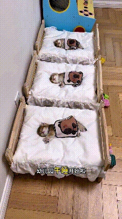 注意看这小猫“幼儿园”午睡现场，不同性格的小家伙各有各的套路！有的磨人精似的，哭