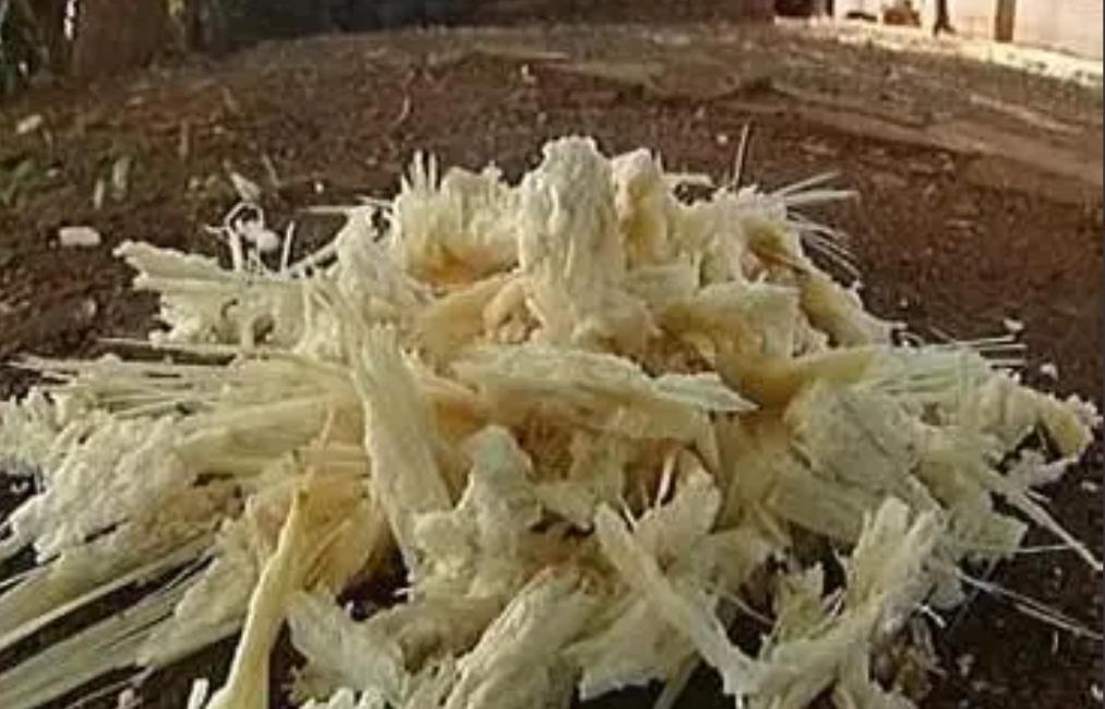印度每年榨糖剩下7500万吨甘蔗渣，堆在河边发臭，蚊虫漫天飞，可是这堆烂渣子，中